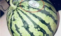 网红我吃瓜,揭秘网红圈背后的故事与真相